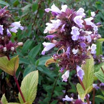 Nepeta subsessilis