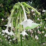 Nicotiana sylvestris - 