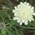 Scabiosa ochroleuca