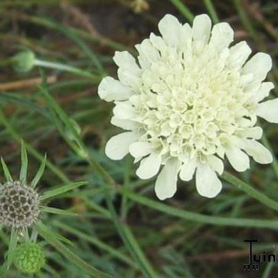 Scabiosa ochroleuca