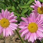 Tanacetum coccineum - Rotblütige Wucherblume