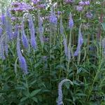 Veronica longifolia - Véronique à longues feuilles