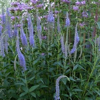 Veronica longifolia