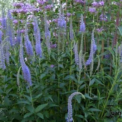 Véronique à longues feuilles - Veronica longifolia