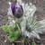 Pulsatilla vulgaris