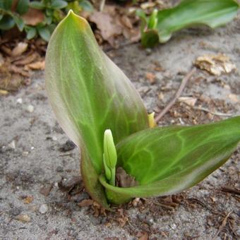 Erythronium 'Pagoda'