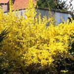 Forsythia giraldiana - 