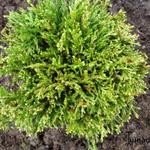 Chamaecyparis pisifera 'White Pygmy' - 