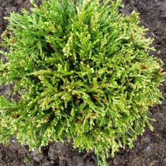 Chamaecyparis pisifera 'White Pygmy'