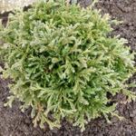 Chamaecyparis pisifera 'Baby Blue' - 