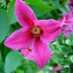 Clematis texensis 'Princess Diana' - 