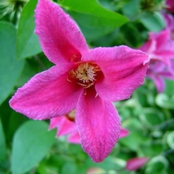 Clematis texensis 'Princess Diana'