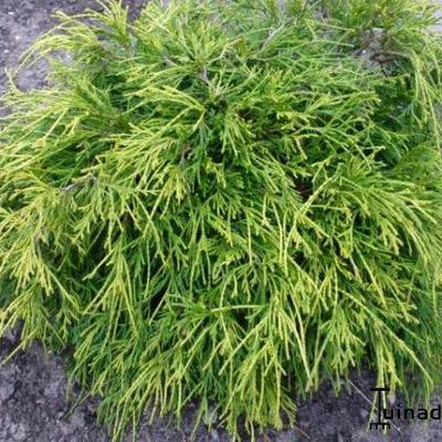 Chamaecyparis pisifera 'Golden Mop' - 