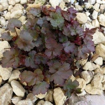 Heuchera 'Petite Pearl Fairy'