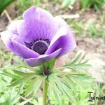 Anemone coronaria  'De Caen' - Anemone coronaria 'De Caen'