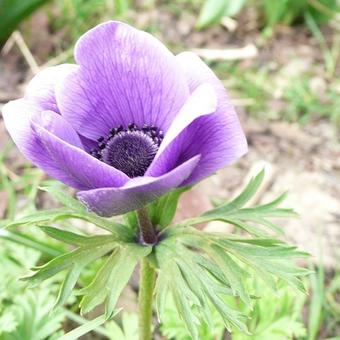 Anemone coronaria  'De Caen'