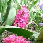 Hyacinthus - Hyazinthen