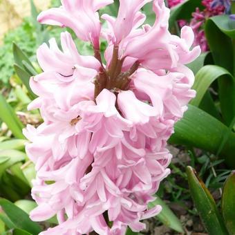 Hyacinthus