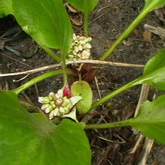 Bergenia 'Bressingham White'