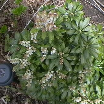 Pieris japonica 'Cupido'