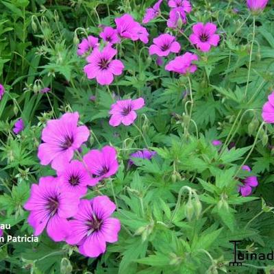 Geranium 'Patricia' - Geranium 'Patricia'