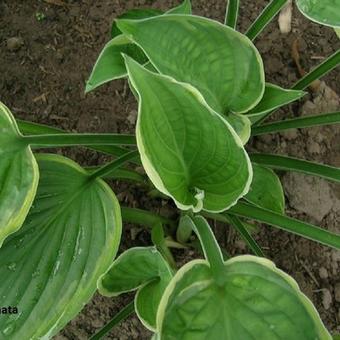 Hosta montana 'Aureomarginata