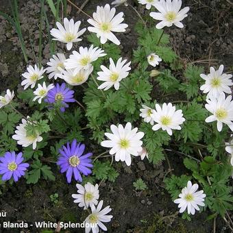 Anemone blanda 'White Splendour'