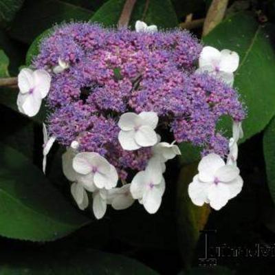 Hydrangea aspera subsp. sargentiana