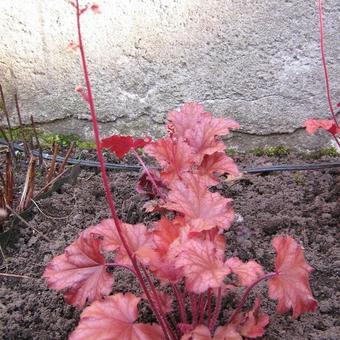 Heuchera 'Peach Flambé'