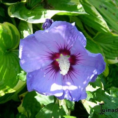 Hibiscus syriacus 'Oiseau Bleu' - 