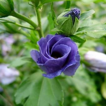 Hibiscus syriacus 'Oiseau Bleu'