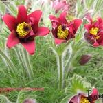 Pulsatilla vulgaris 'Eva Constance' - 