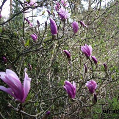 Magnolia 'Susan' - MAGNOLIER ' SUSAN '