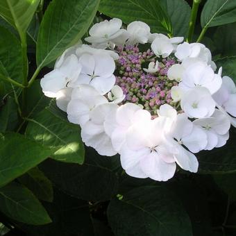 Hydrangea macrophylla 'Teller White'