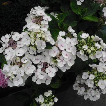 Hydrangea macrophylla 'Teller White'