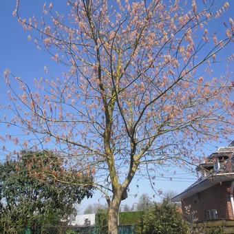 Acer platanoides 'Drummondii'