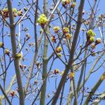 Acer platanoides  'Faassen's Black' - Acer platanoides 'Faassen's Black'