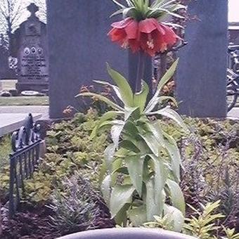 Fritillaria imperialis