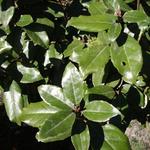 Elaeagnus x ebbingei - CHALEF DE EBBING - Elaeagnus x ebbingei