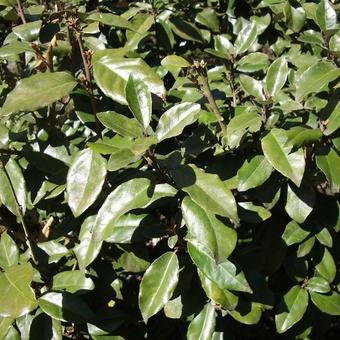 Elaeagnus x ebbingei