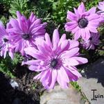 Anemone coronaria 'The Admiral' - 