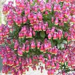 Kalanchoe 'Wendy' - 