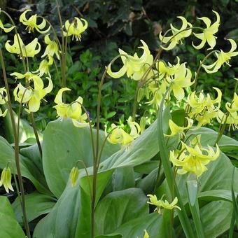 Erythronium 'Pagoda'