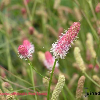 Sanguisorba officinalis 'Pink Tanna' - Sanguisorba officinalis 'Pink Tanna'