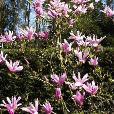 Magnolia 'Susan'