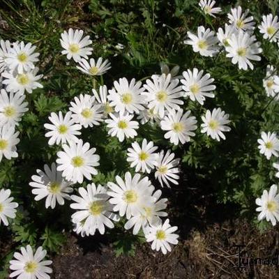 Anemone blanda 'White Splendour' - 