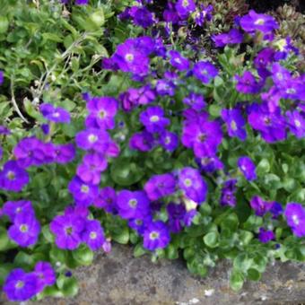 Aubrieta gracilis 'Kitte'