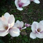 Magnolia x soulangeana 'Satisfaction' - 