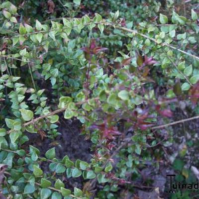 Lonicera nitida 'Red Tips' - Lonicera nitida 'Red Tips'