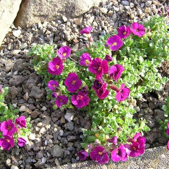 Aubrieta 'Red Carpet'